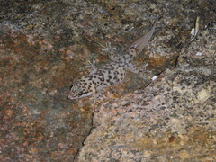 Phyllodactylus unctus