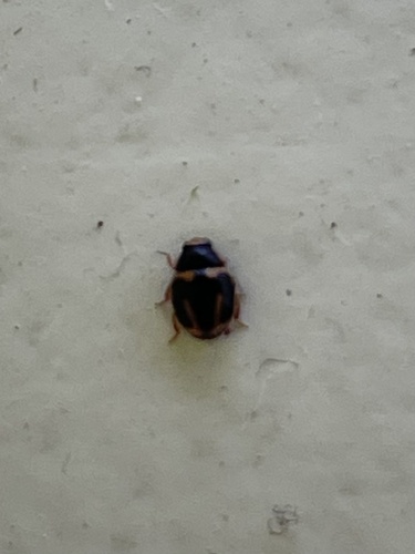 Trident Lady Beetle photo 4