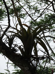 Tillandsia utriculata