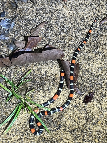 Slender Coralsnake