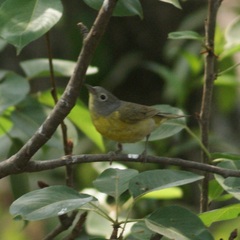 Leiothlypis ruficapilla