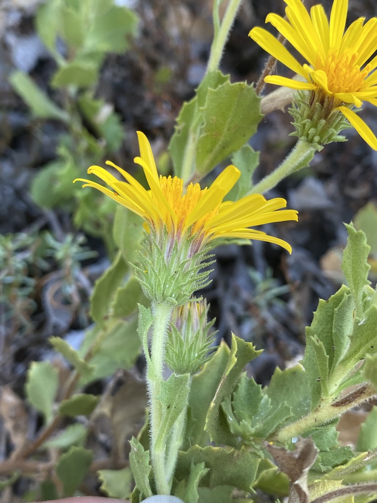 Haplopappus ochagavianus