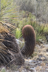 Ferocactus pilosus