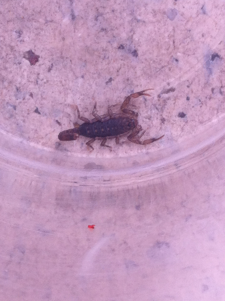 Vaejovis granulatus