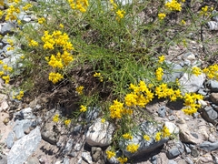 Haploesthes fruticosa