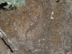 Phyllodactylus unctus