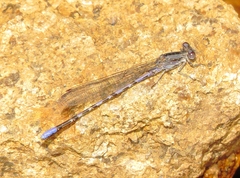 Argia immunda