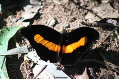 Catonephele