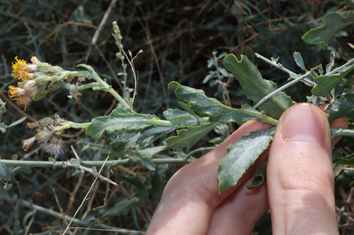 Image of Senecio lanibracteus by (c) Thomas Mesaglio, some rights reserved (CC BY)