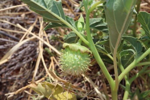 Image of Datura leichhardtii by (c) Thomas Mesaglio, some rights reserved (CC BY)