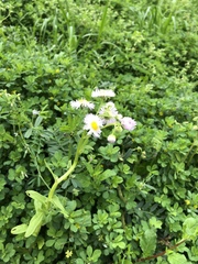 Erigeron philadelphicus