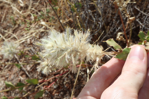 Image of Ptilotus nobilis by (c) Thomas Mesaglio, some rights reserved (CC BY)