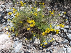 Haploesthes fruticosa