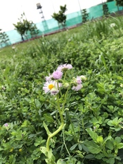 Erigeron philadelphicus
