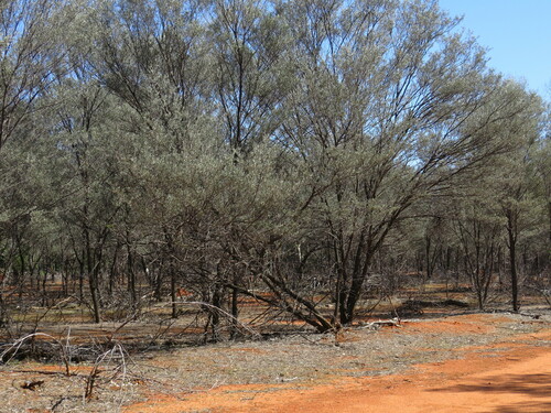 Image of Acacia aneura by (c) ian_mcallan, some rights reserved (CC BY)