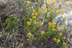Chrysactinia mexicana