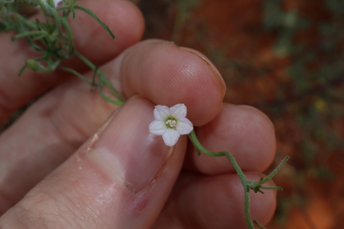 Image of Convolvulus clementii by (c) Thomas Mesaglio, some rights reserved (CC BY)