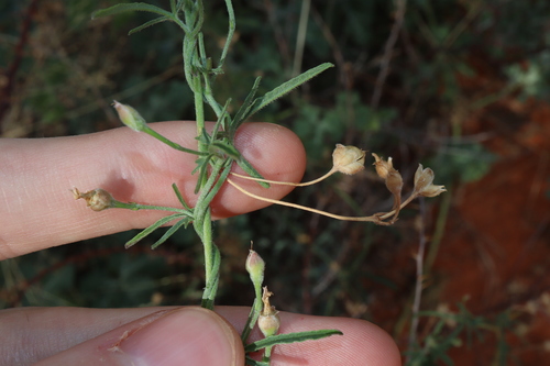 Image of Convolvulus clementii by (c) Thomas Mesaglio, some rights reserved (CC BY)