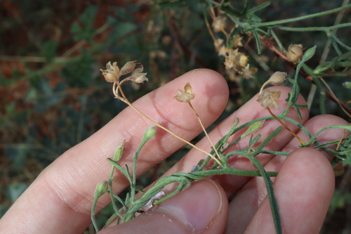 Image of Convolvulus clementii by (c) Thomas Mesaglio, some rights reserved (CC BY)