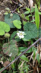 Rubus pectinellus