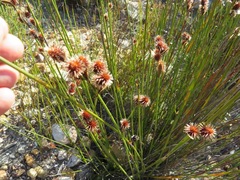 Hypodiscus alboaristatus