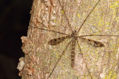 Austrolimnophila argus