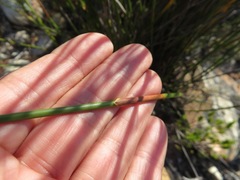 Hypodiscus alboaristatus