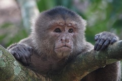 Peruvian White-Fronted Capuchin photo 2