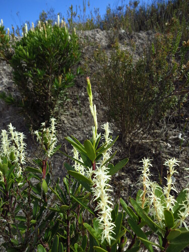 Agastachys odorata (Agastachys odorata)