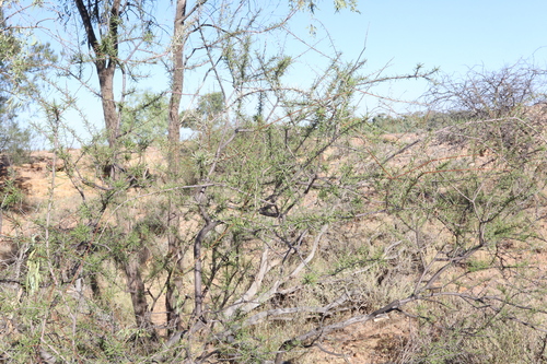 Image of Acacia tetragonophylla by (c) Thomas Mesaglio, some rights reserved (CC BY)