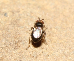 Pterogramma palliceps
