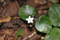 Geophila
