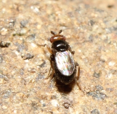 Pterogramma palliceps