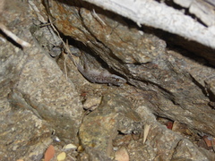 Phyllodactylus unctus