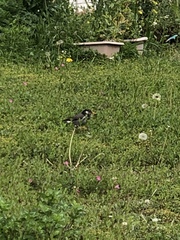 Spodiopsar cineraceus