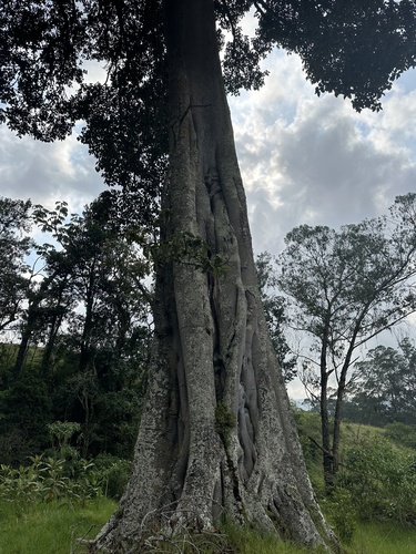 Ficus tequendamae, photograph 3
