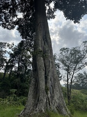 Ficus tequendamae, photograph (c) Nicolás Baresch Uribe, some rights reserved (CC BY)