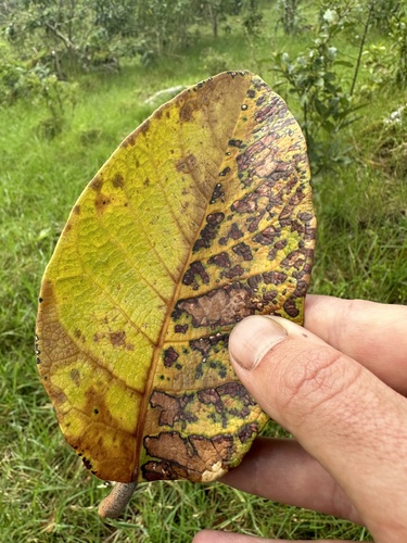 Ficus tequendamae, photograph 4