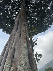 Ficus tequendamae, photograph (c) Nicolás Baresch Uribe, some rights reserved (CC BY)