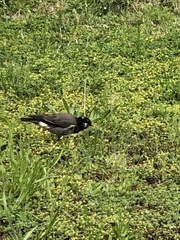 Spodiopsar cineraceus