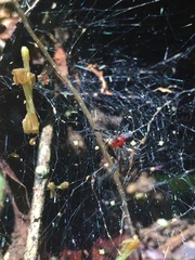 Aglaoctenus castaneus