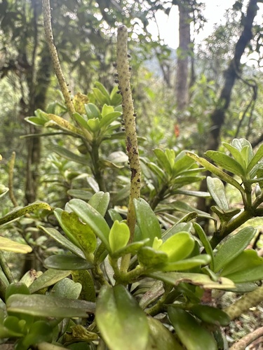 Peperomia ilaloensis