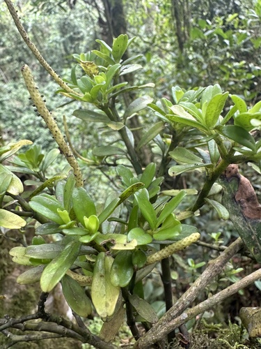 Peperomia ilaloensis, photograph 3