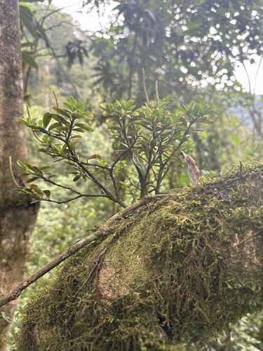 Peperomia ilaloensis, photograph 2