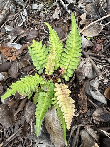 Blechnum appendiculatum
