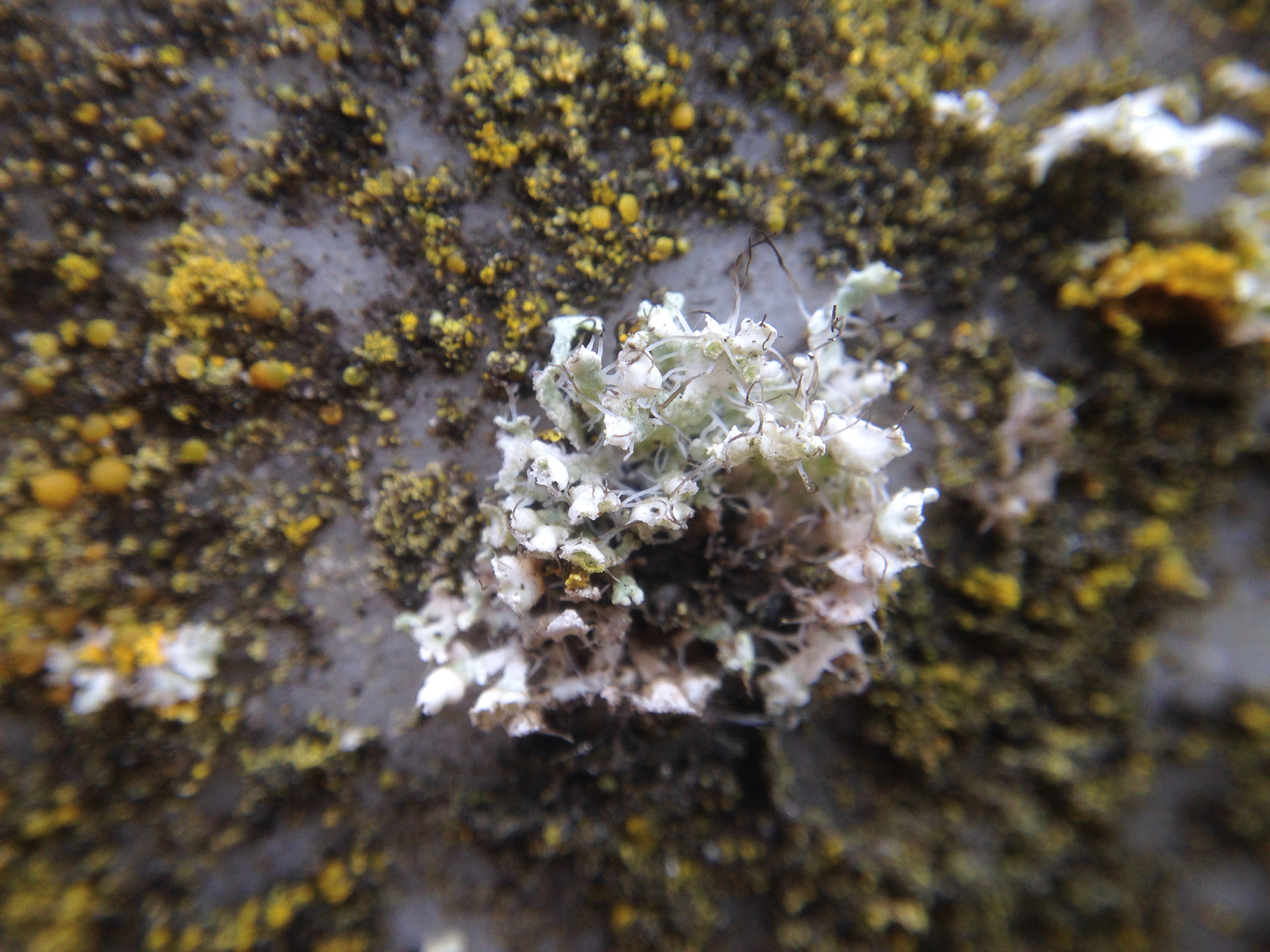 Physciaceae image