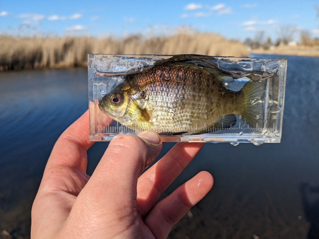 Northern Bluegill from Harsens Island on March 28, 2024 at 05:27 PM by ...