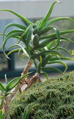 Aloiampelos striatula