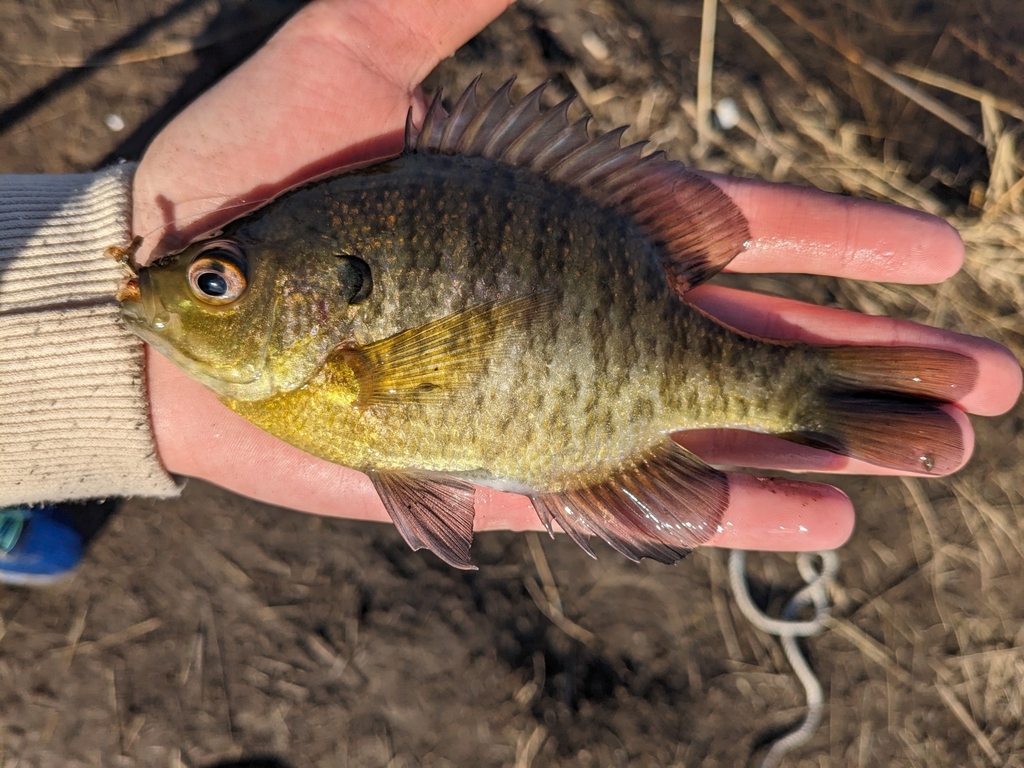 Northern Bluegill from Harsens Island on March 28, 2024 at 04:58 PM by ...