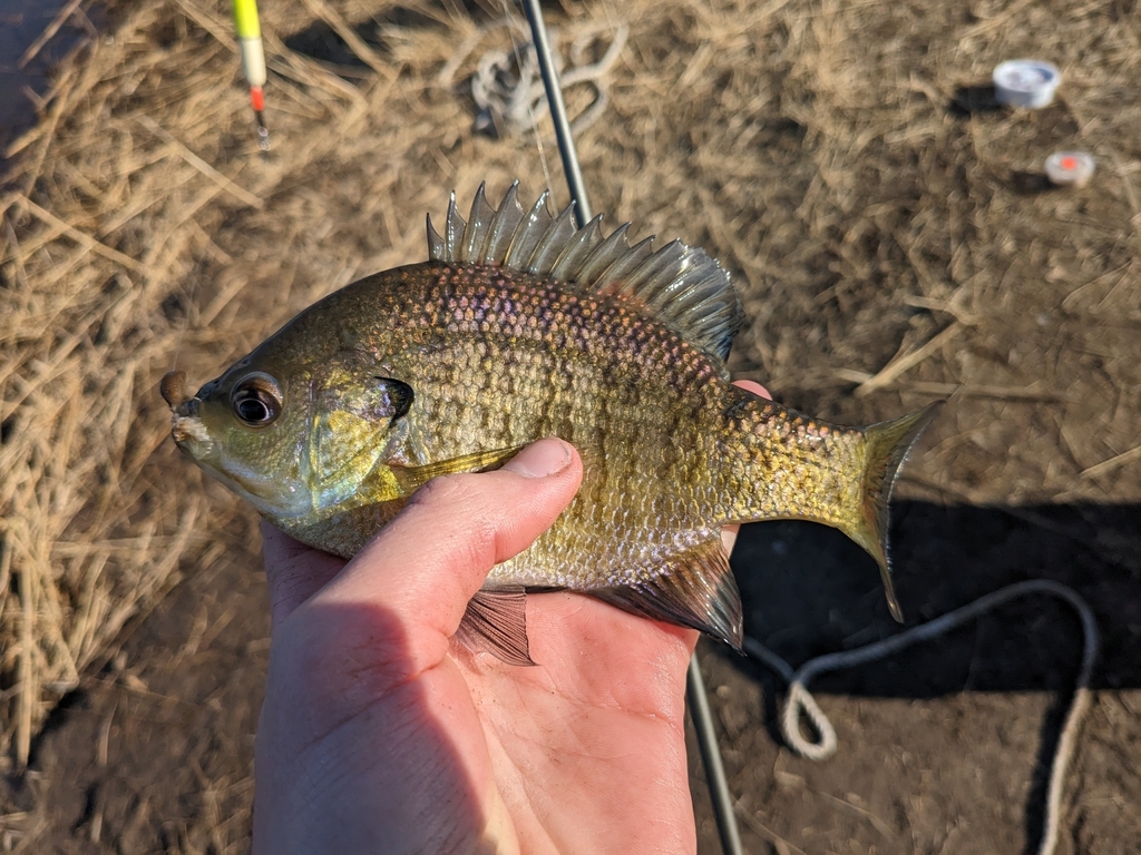 Northern Bluegill from Harsens Island on March 28, 2024 at 04:57 PM by ...